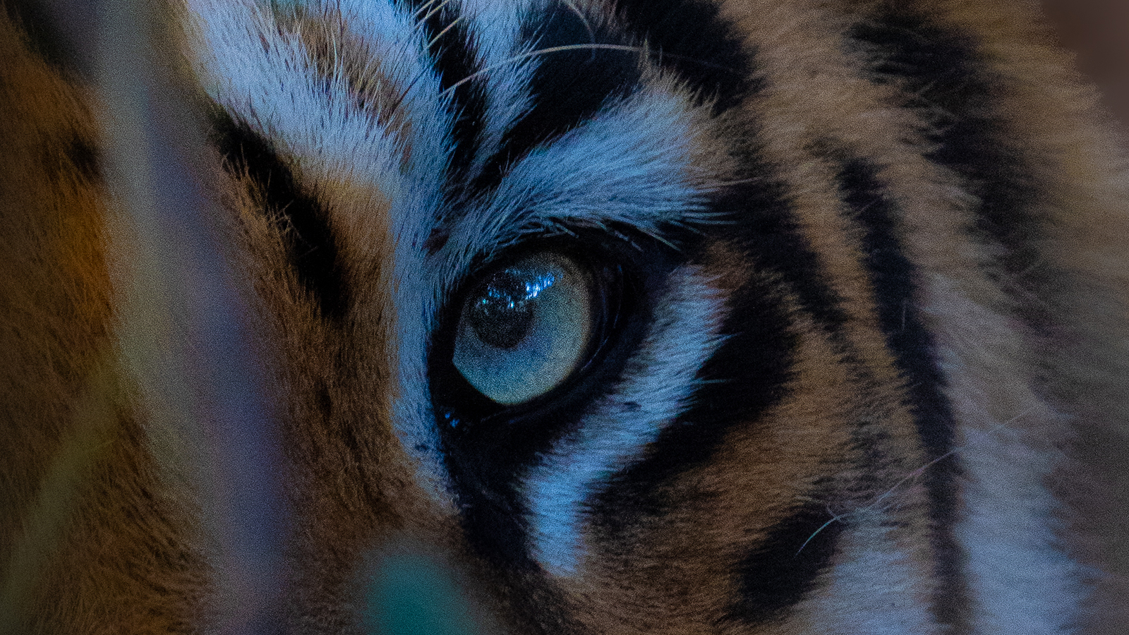 Jim Corbett National Park